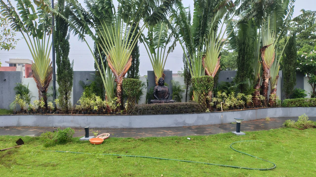 Palm Tree Transplanting in Gujarat: Cost and How the Process Works