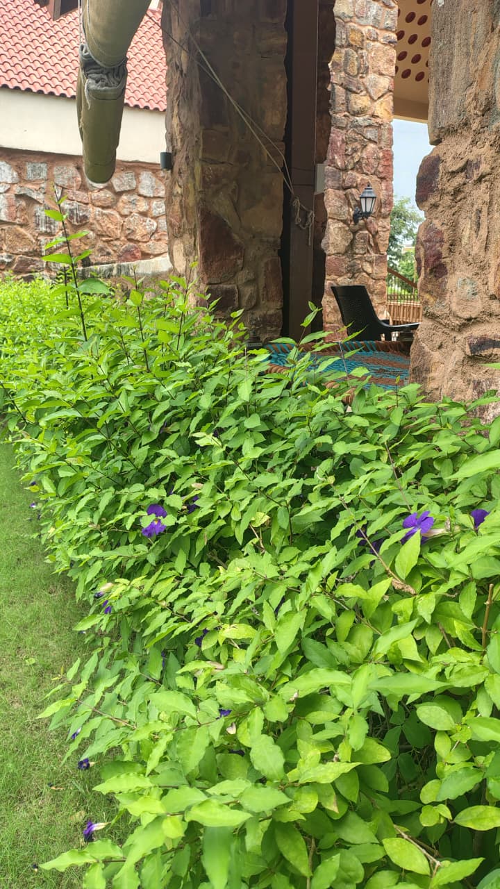 Flowering plants in a garden bed maintained by GreenLand Landscape