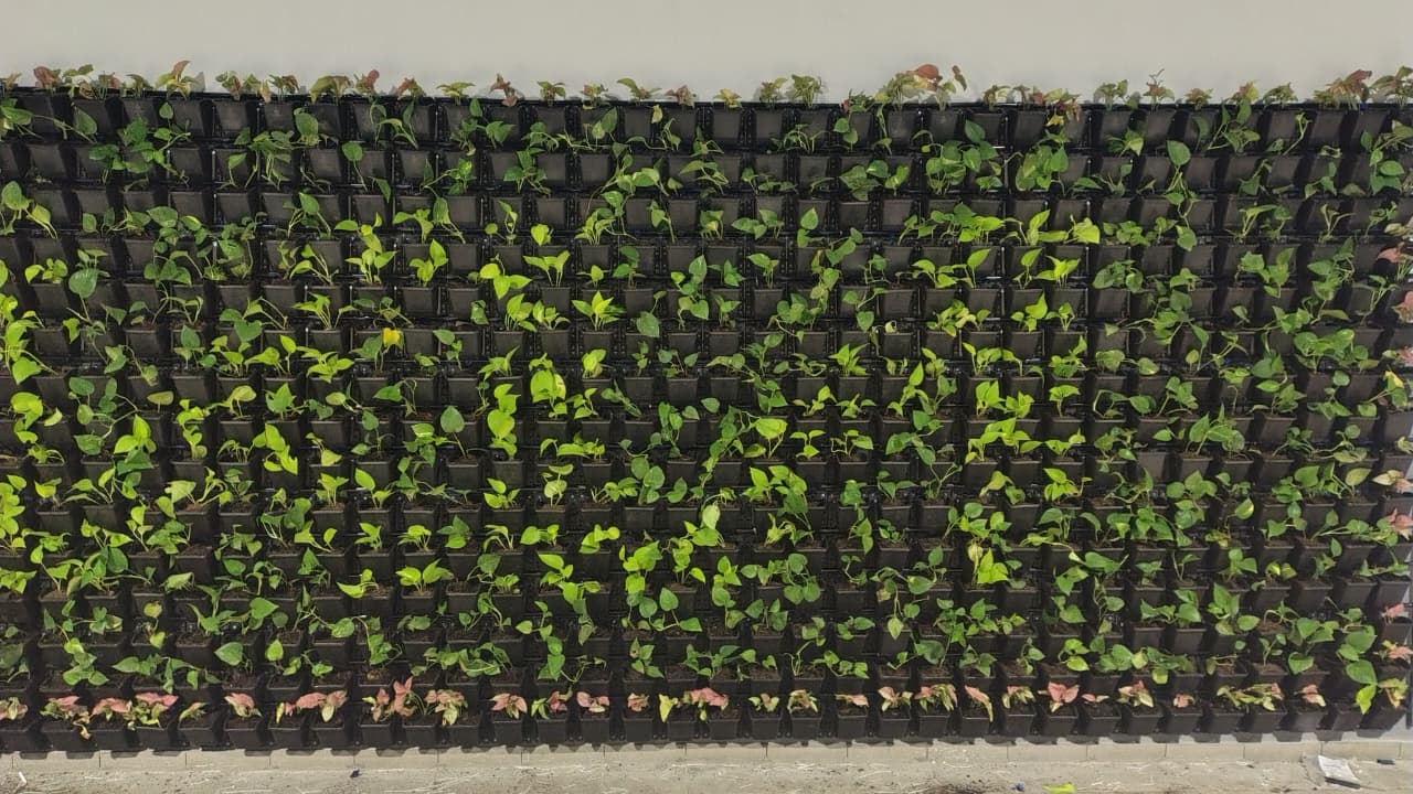 Vertical Garden Wall for Commercial Buildings in Ahmedabad