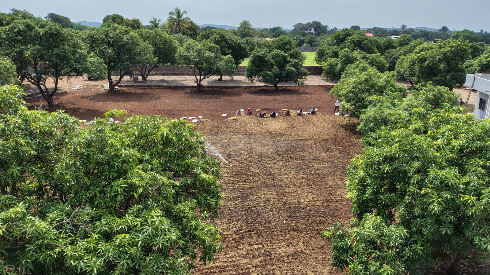 Fruit Orchard on a Gujarat Farmhouse: Trees, Timeline and Year 3